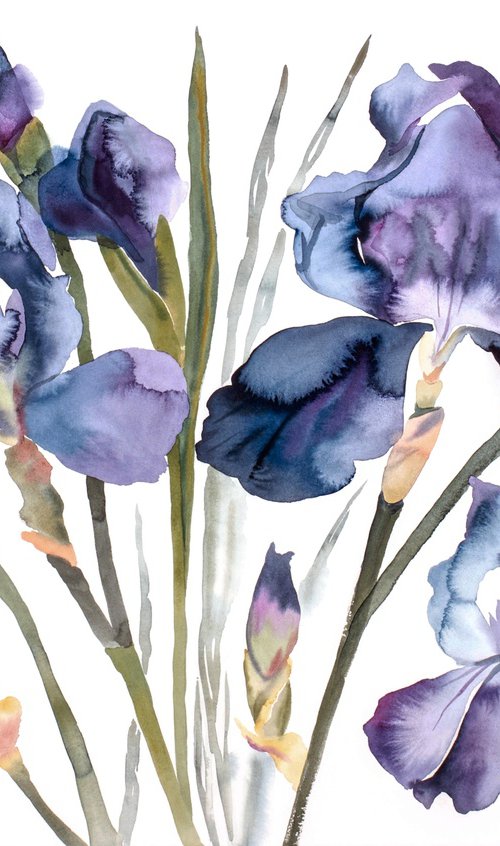 Irises by Elizabeth Becker