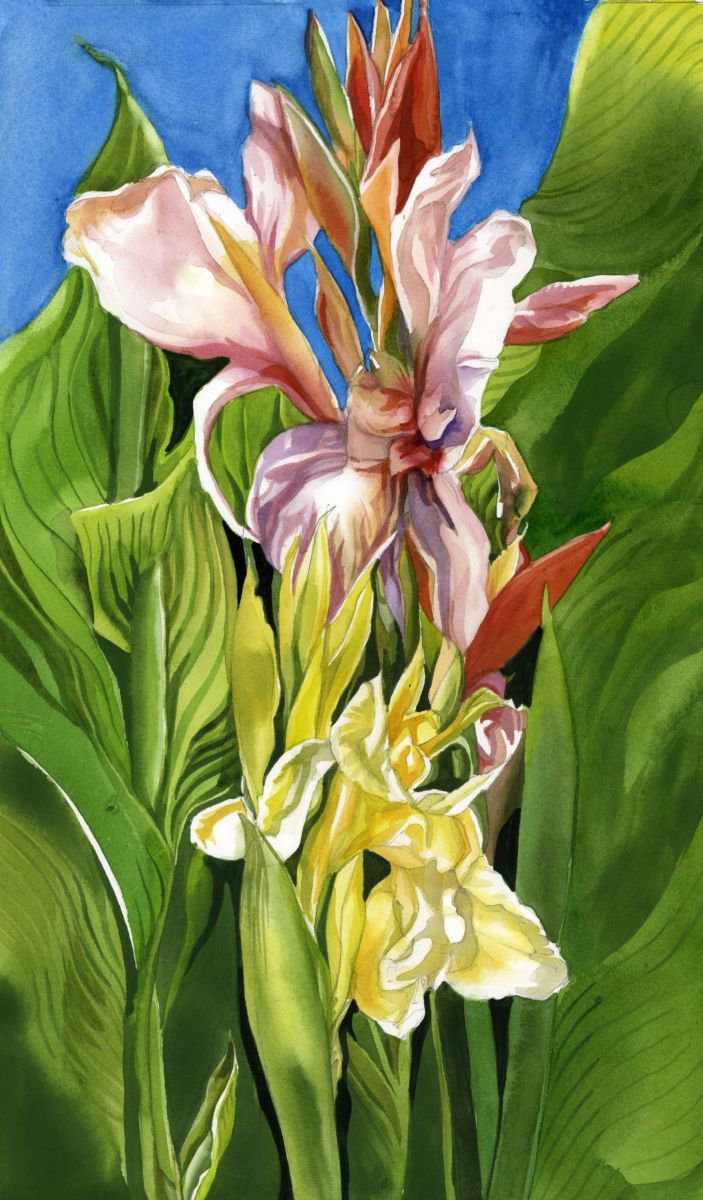 Canna lily by Alfred Ng