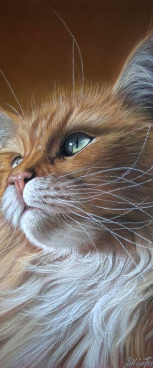 Ginger by Silvia Frei