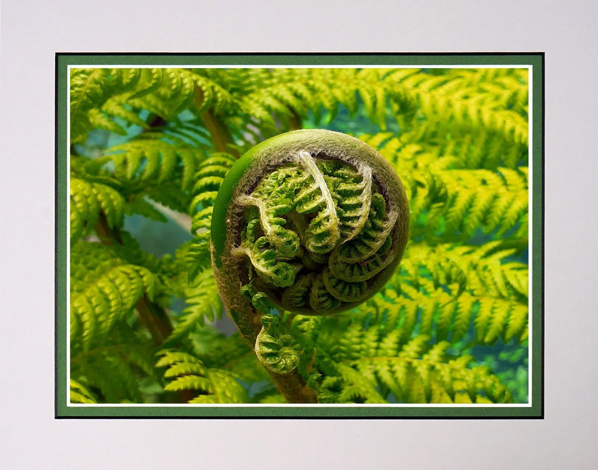 Photorealistic Botanical Photograph By Robin Clarke, 14 X 11", Tree Fern, Original Artwork