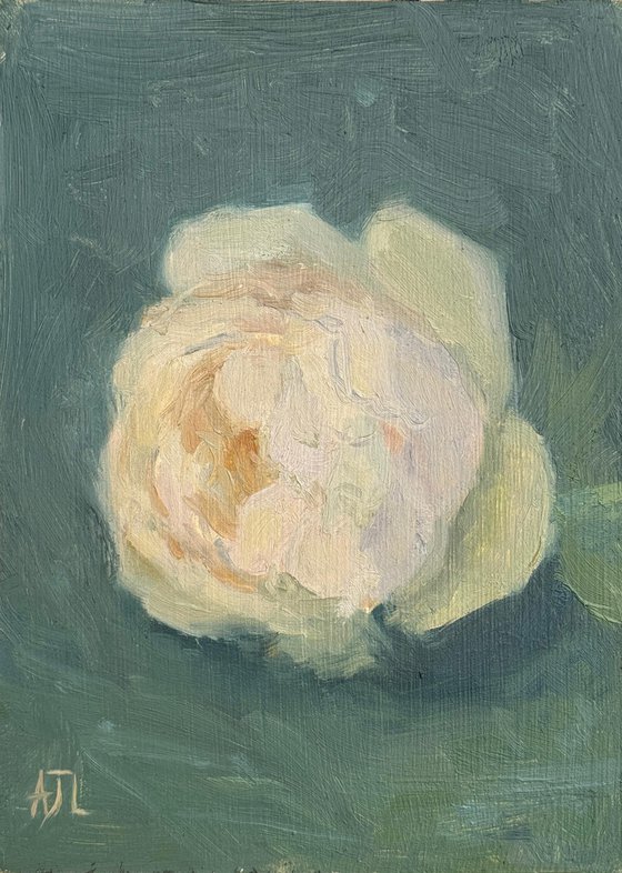 Wollerton Old Hall Rose