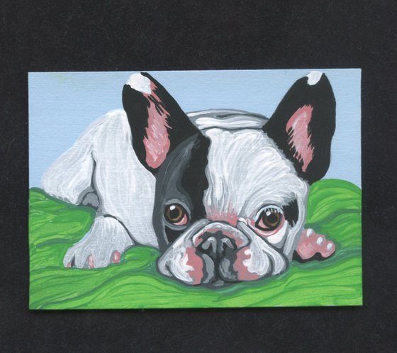 ACEO ATC Original Miniature Painting Pied French Bulldog Pet Dog Art-Carla Smale