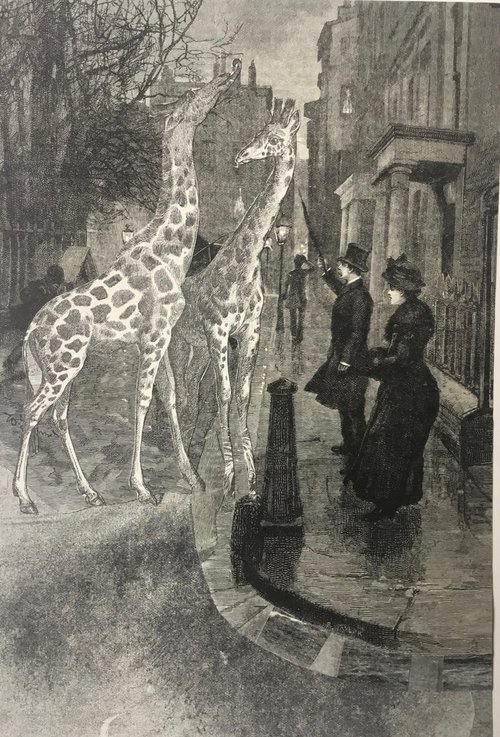 Two giraffes in Mayfair by Tudor Evans