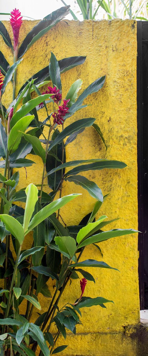 Grow on Yellow by Chiara Vignudelli