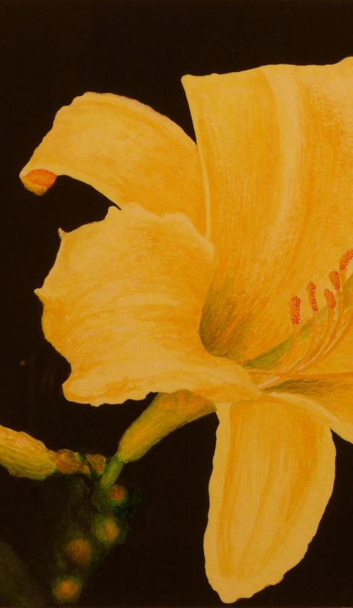 Daylily by Norman Holmberg