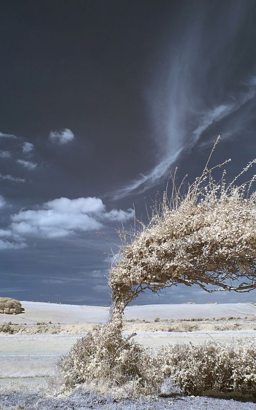 Bent tree #2, Cuckmere Haven by Ed Watts