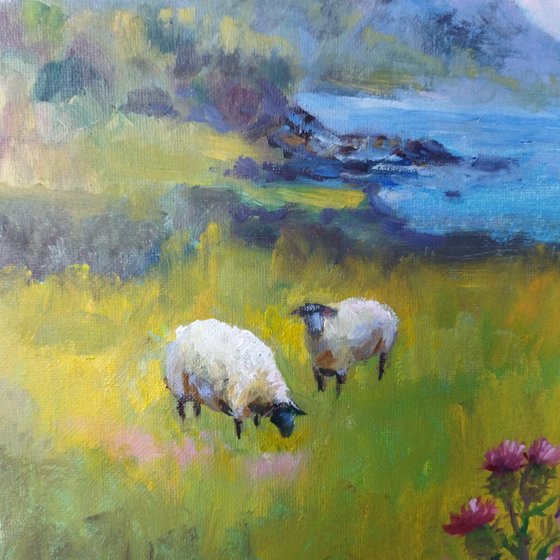 Scottish landscape, sheep on pasture