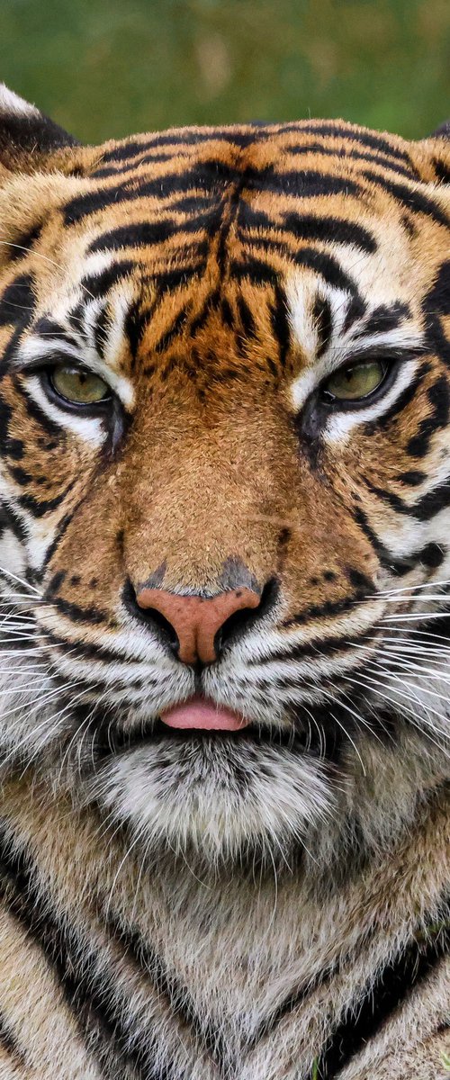 Untamed Gaze by Sherryl Dyson