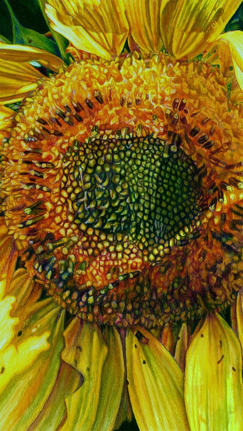 Original Sunflower Painting, Sunbeam on a Sunflower, Floral Wall Art by Melissa Tobia