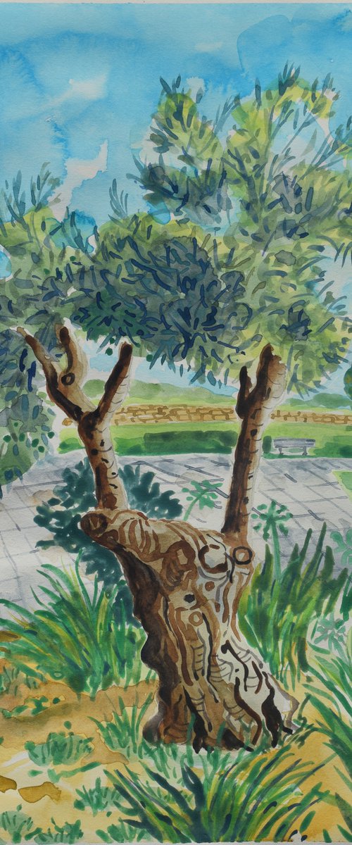 Olive tree in Parc el duque by Kirsty Wain
