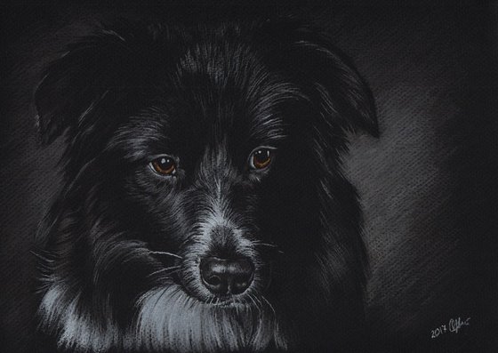 Pastel portrait of border collie on black