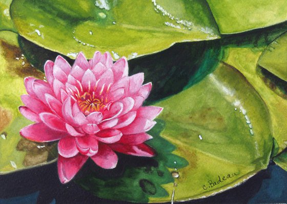 Lotus Blossom