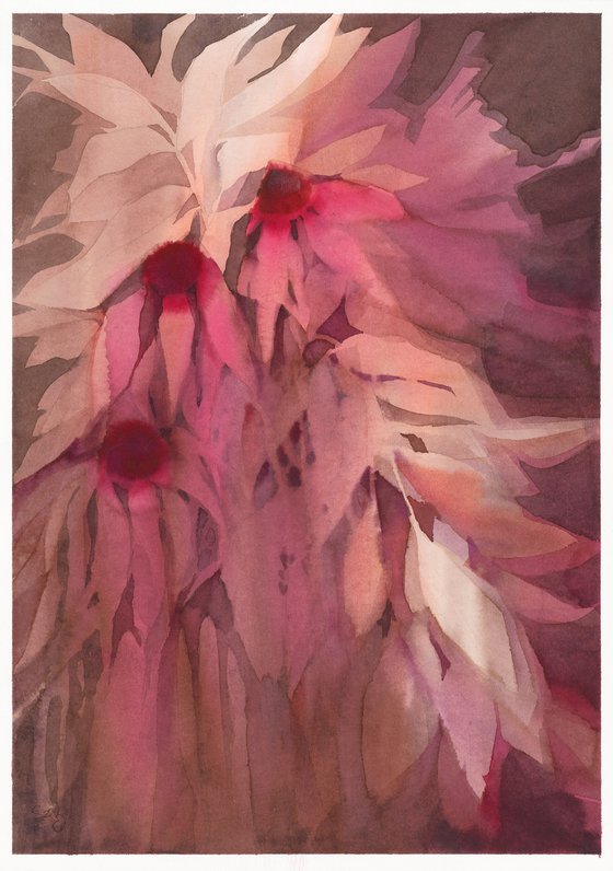 Echinacea