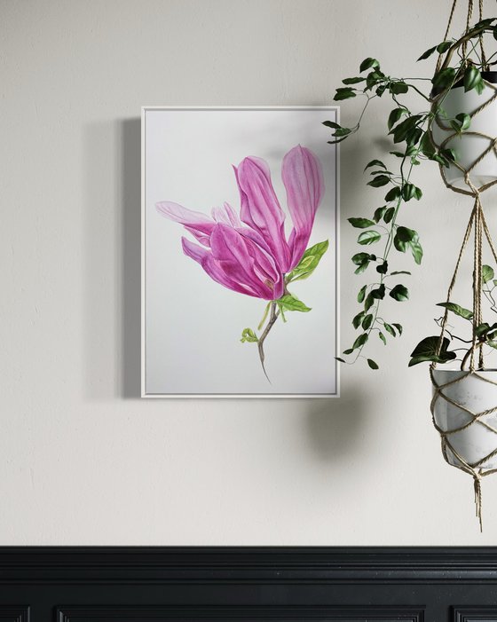 Magnolia