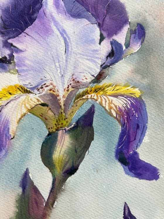 Iris