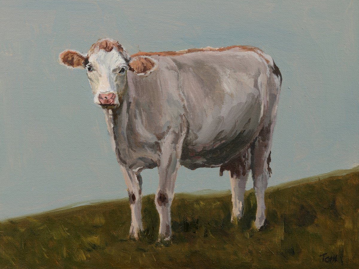 White Hereford cow by Tom Clay