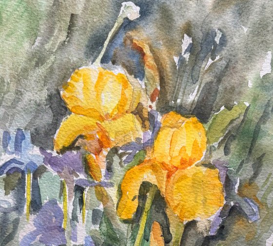 Irises