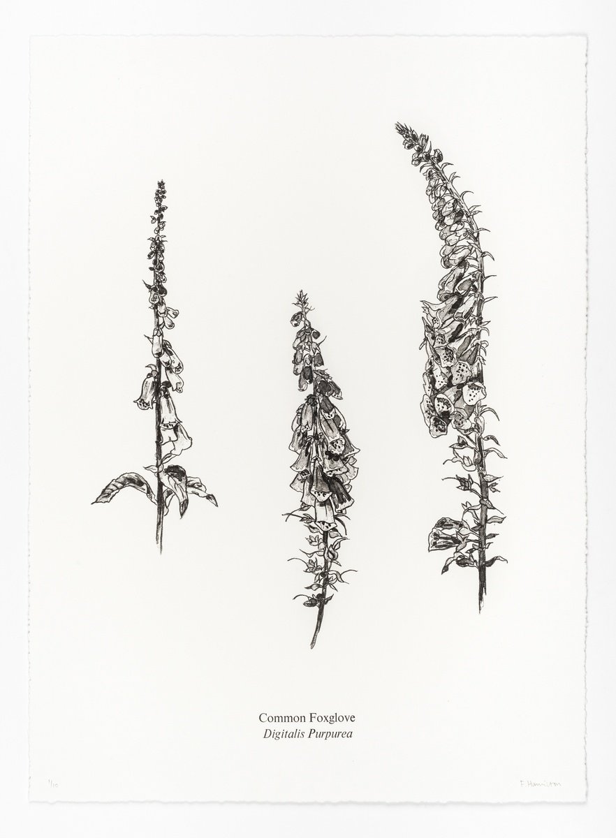 Impressionistic Botanical Limited Edition Print By Fiona Hamilton, 16 X 22, Foxgloves, Original Artwork