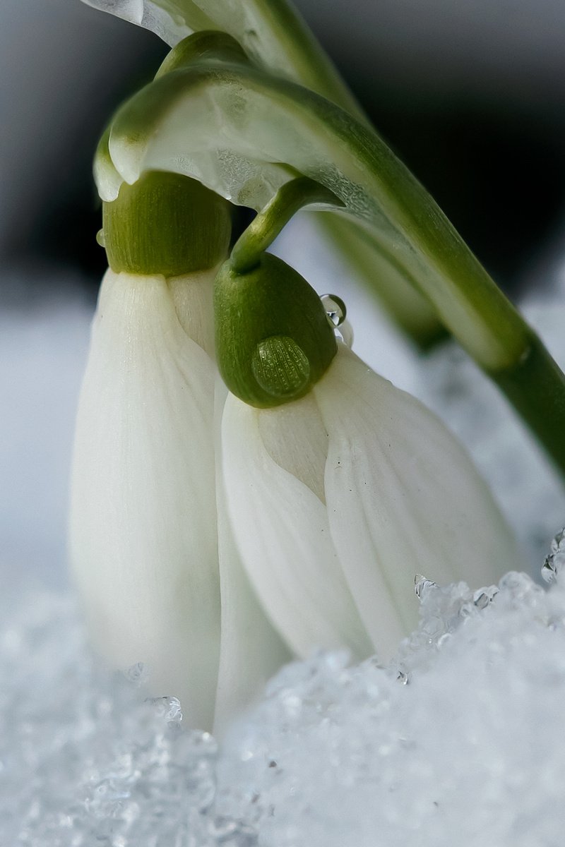 After Winter Comes Spring - art photo of a snowdrop flowers in the snow, limited edition p... by Inna Etuvgi