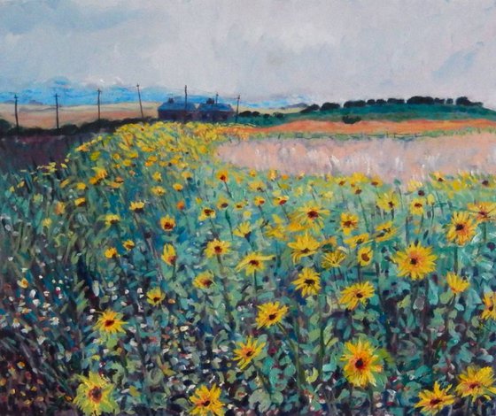 Sunflowers Near St Monans, Fife