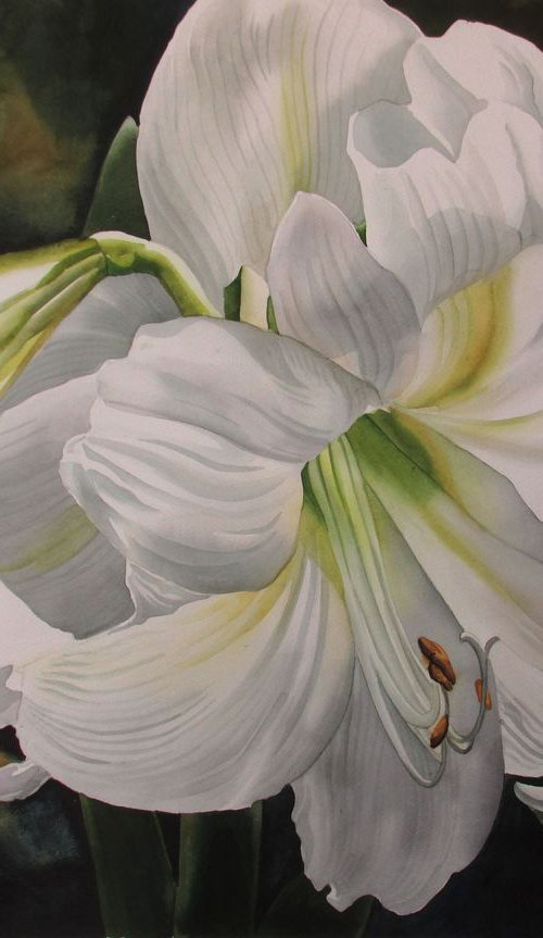 Winter bloom (White amaryllis) by Alfred  Ng