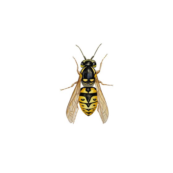 Wasp