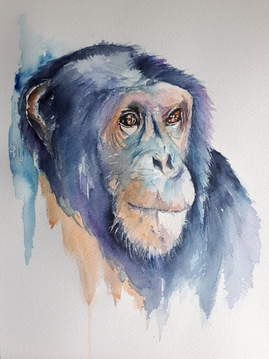Chimpanzee portrait by Sue  Green
