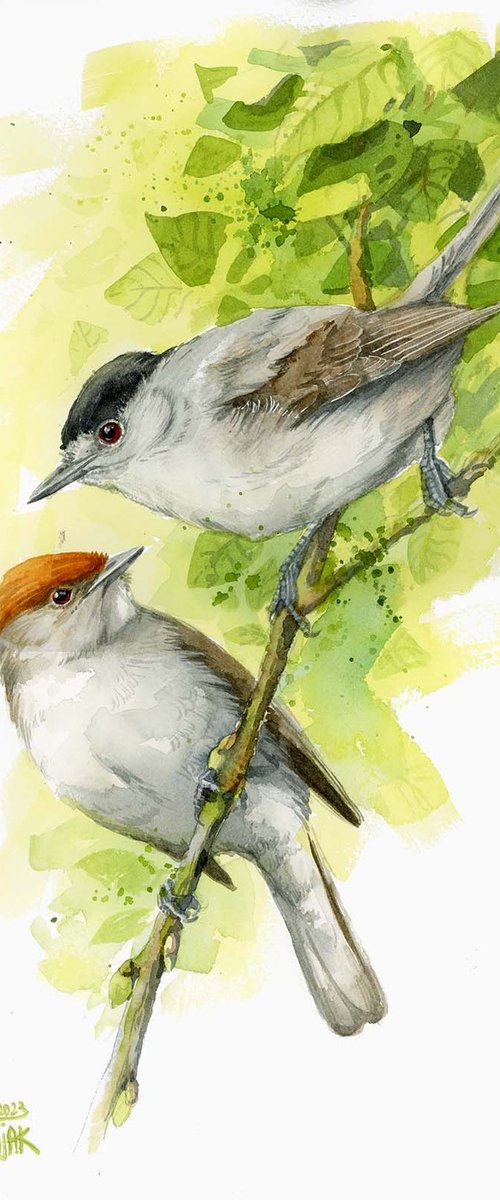Blackcups birds from forest by Karolina Kijak
