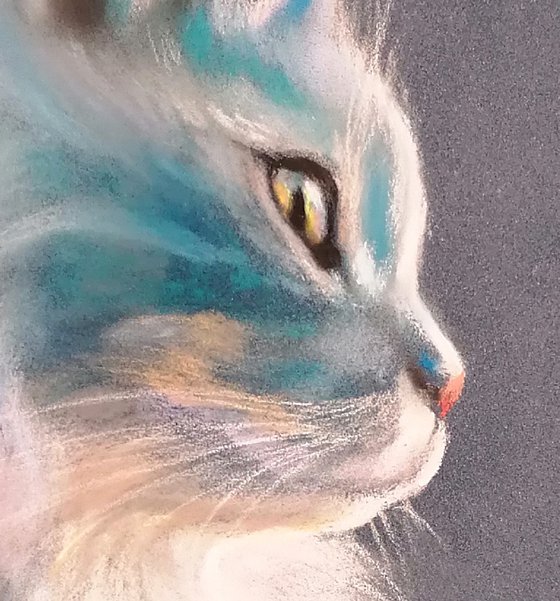 Frost, cat's portrait