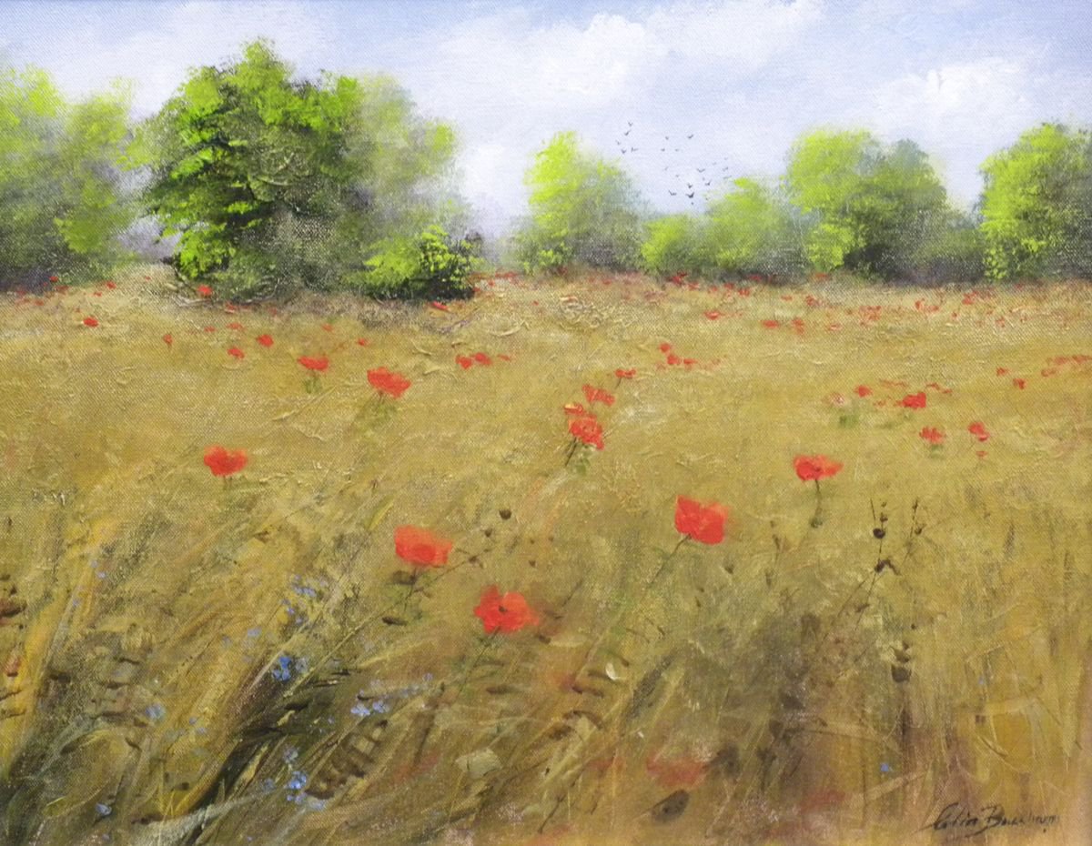 POPPIES by Colin Buckham