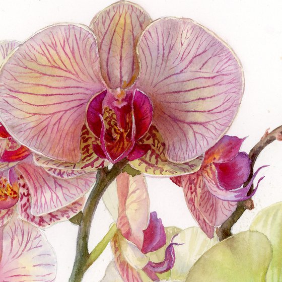 Two Orchid Blooms