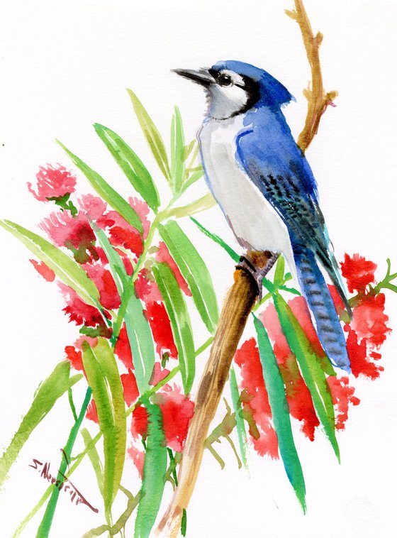 Blue Jay