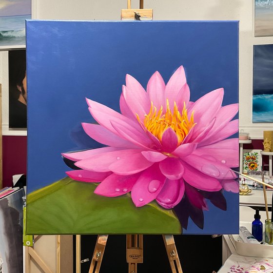 Shine. Water Lily