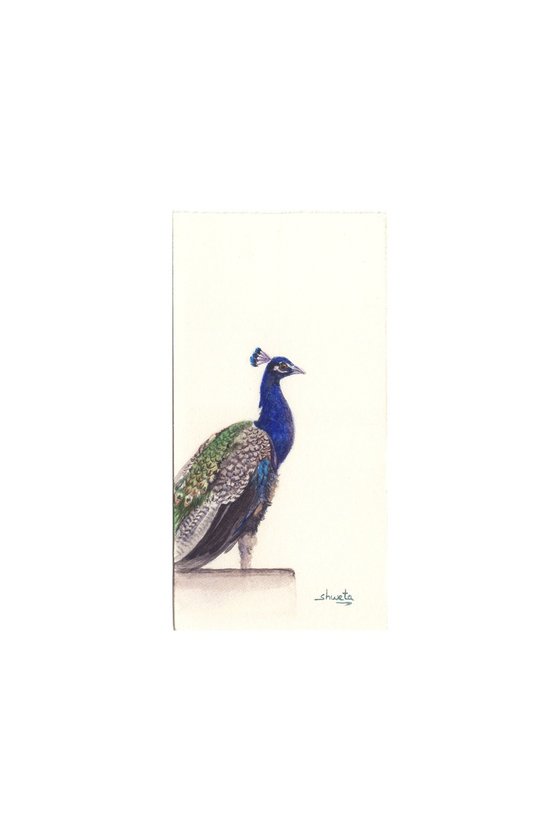Collection of peacocks