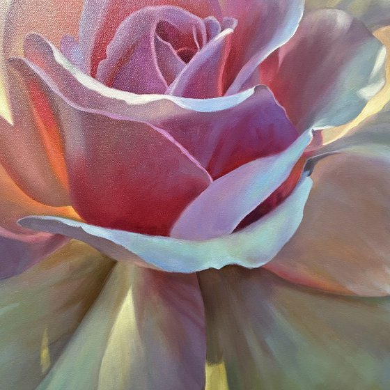 Radiance of the Morning Rose