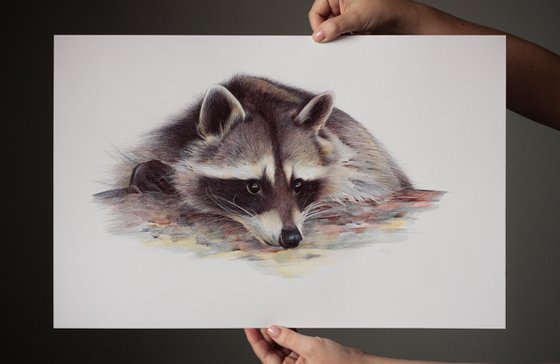 Raccoon portrait