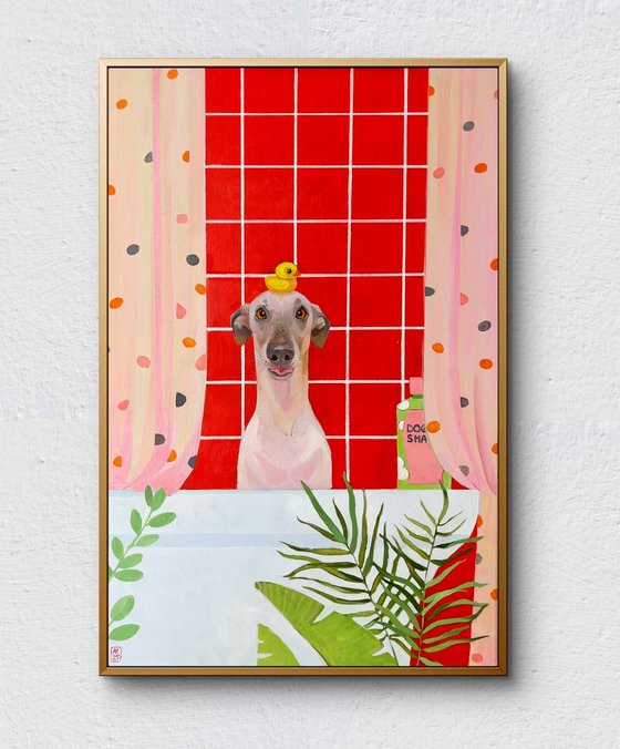 Cute Italian greyhound