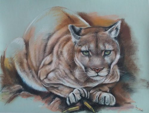 Puma, Mountain lion by Marie Madej