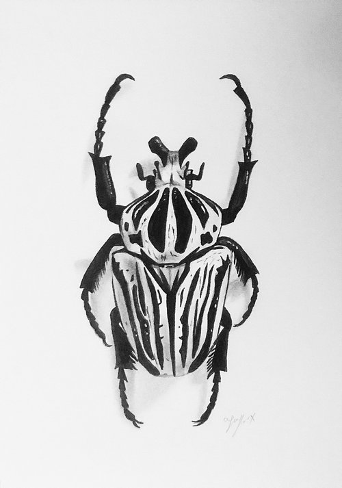 Beetle drawing by Amelia Taylor