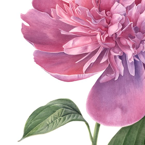 Pink Peony