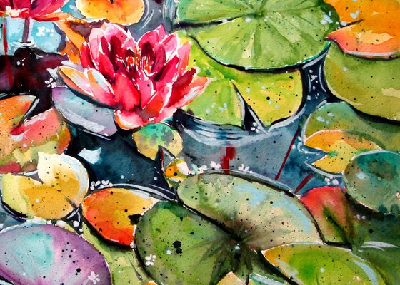 Water lilies