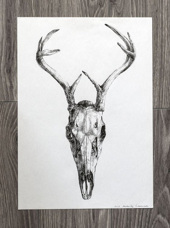 Deer skull v.01