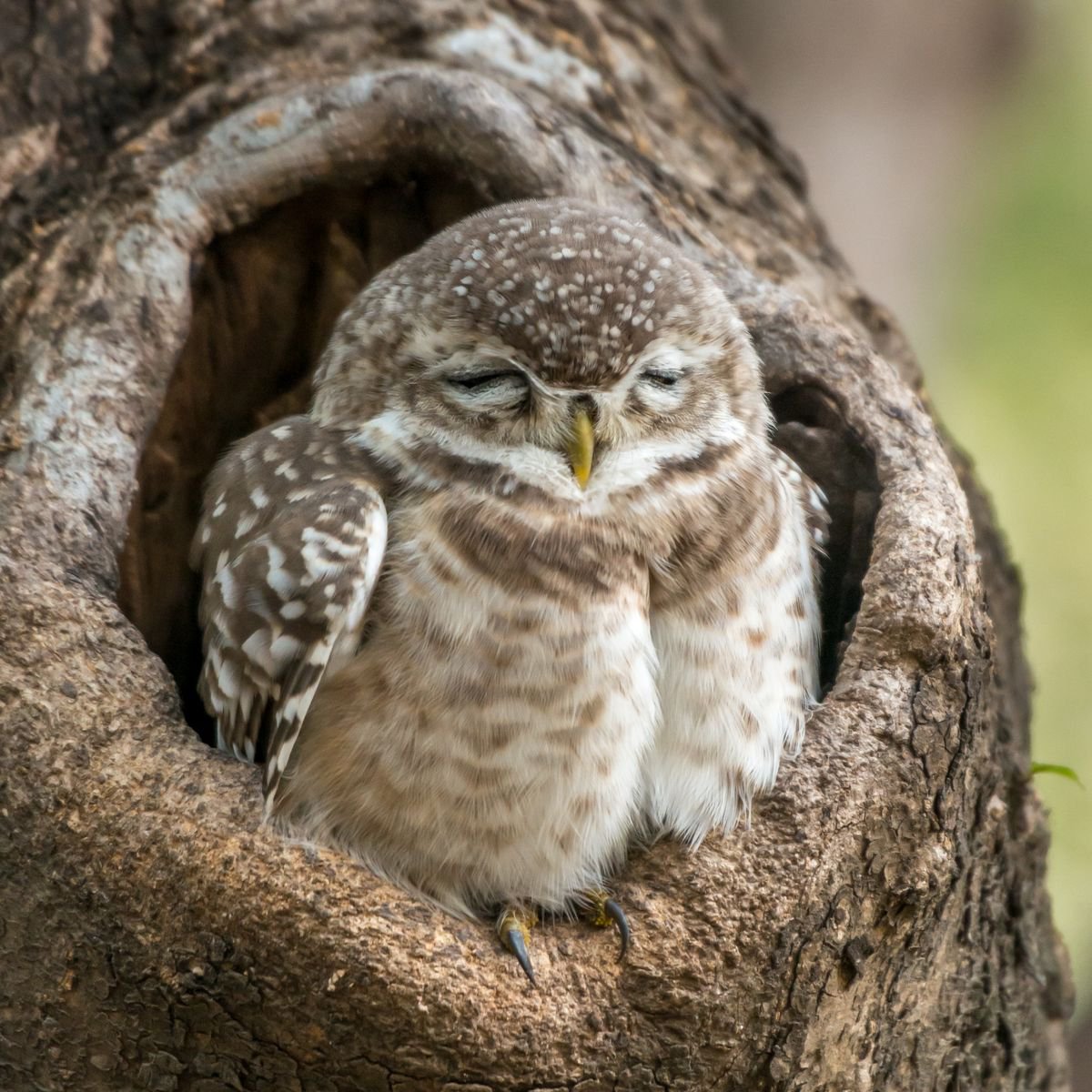 Photorealistic Animal Photograph By Nick Dale, 26 X 26", "Wake Me Up Before You Go-Go", Original Artwork