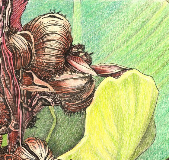 CANNA PLANT