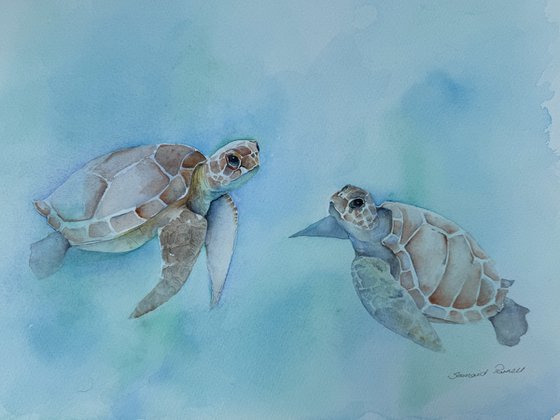 Turquoise Turtles