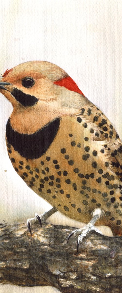 BIRD CCXXXIII - Northern flicker by REME Jr.