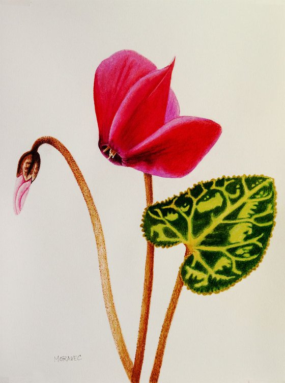 Cyclamen