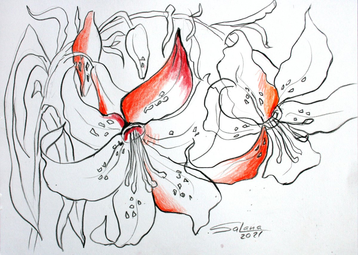 Botanical Pencil Drawing By Salana Art / Svetlana Samovarova, 12 X 8", Tiger Lilies 01, Original Artwork