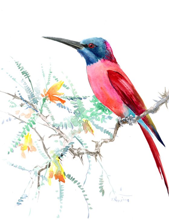 Carmine Bee Eater Bird