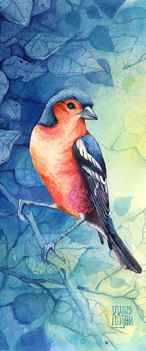 Eurasian chaffinch by Karolina Kijak